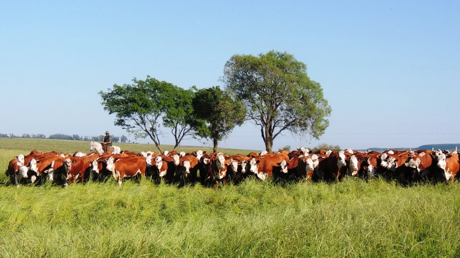Foto de bovinos em pastagens. Foto de bovinos em pastagens.