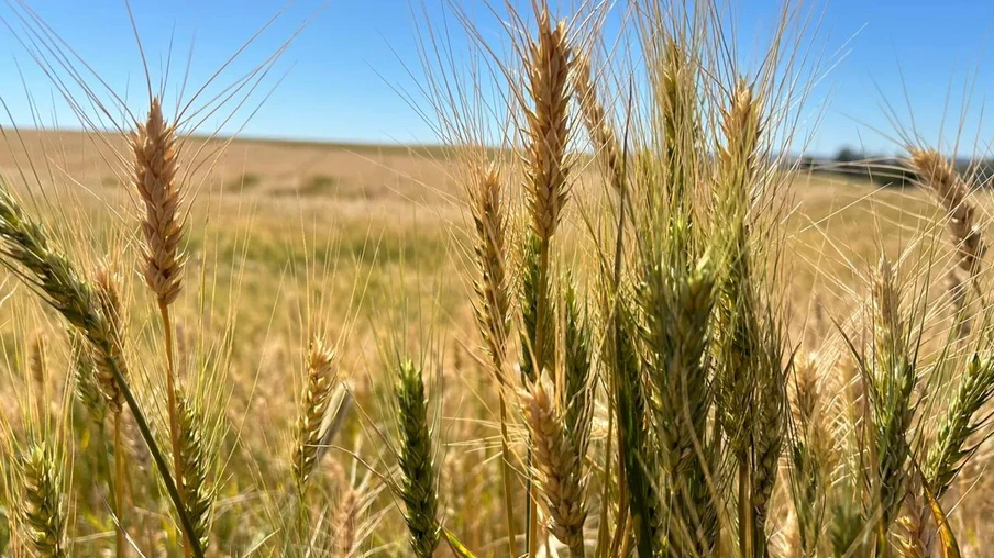 Foto de espigas de trigo em lavoura. Foto de espigas de trigo em lavoura.