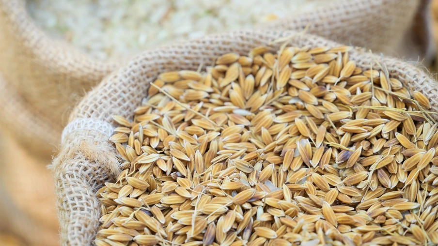 Foto de saca com grãos de arroz em casca. Foto de saca com grãos de arroz em casca.