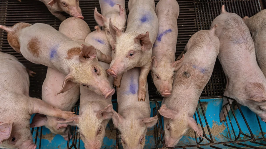 Porcos jovens em fazendas de suínos. Porcos jovens em fazendas de suínos.