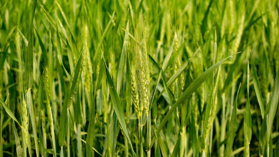 Foto de lavoura de trigo em espigamento. Foto de lavoura de trigo em espigamento.