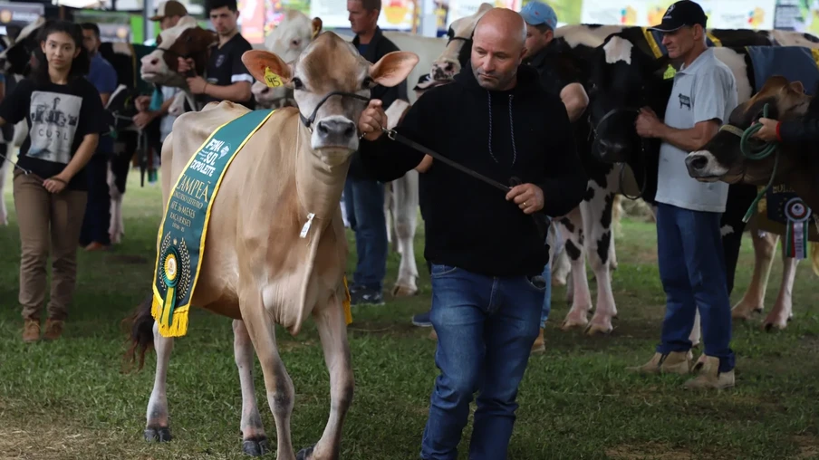 Foto de homem desfilando com uma vaca que usa um faixa de campeã. Foto de homem desfilando com uma vaca que usa um faixa de campeã.