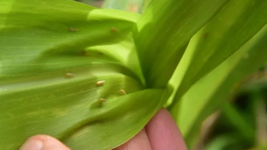 Foto de insetos em folha de milho. Foto de insetos em folha de milho.