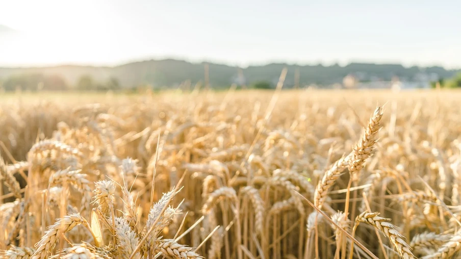 Foto de lavoura de trigo. Foto de lavoura de trigo.