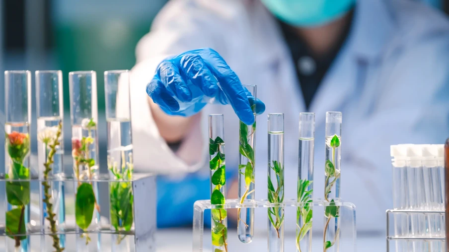 Uma pessoa com máscara e jaleco segura com luva azul um tubo de ensaio com plantas e líquidos dentro. Ao redor, há outros tubos de ensaio com outras plantas. Uma pessoa com máscara e jaleco segura com luva azul um tubo de ensaio com plantas e líquidos dentro. Ao redor, há outros tubos de ensaio com outras plantas.