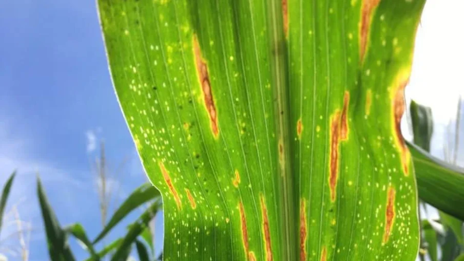 Foto de folha de milho verde com manchas amareladas. Foto de folha de milho verde com manchas amareladas.