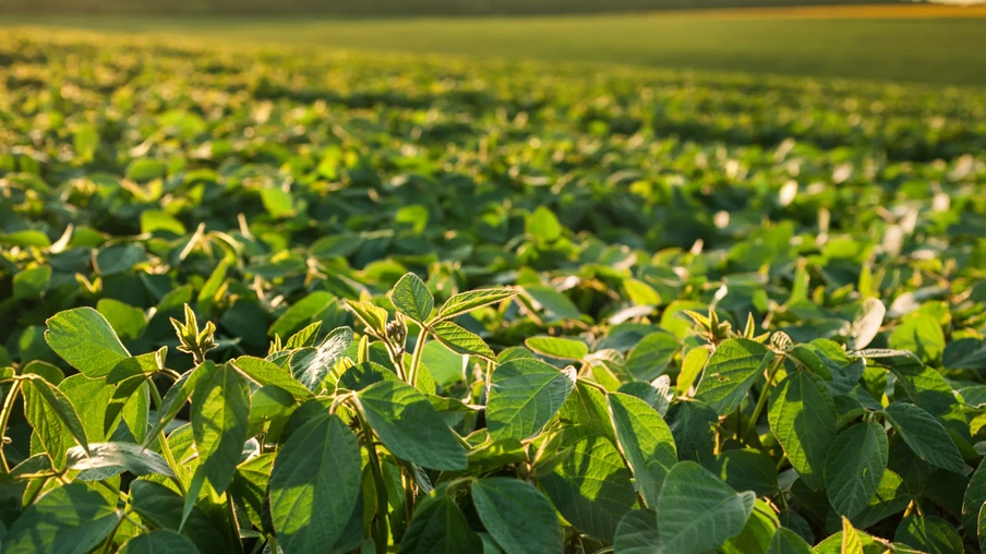 Folhas verdes de soja crescendo em um campo de soja sob o céu noturno. Folhas verdes de soja crescendo em um campo de soja sob o céu noturno.