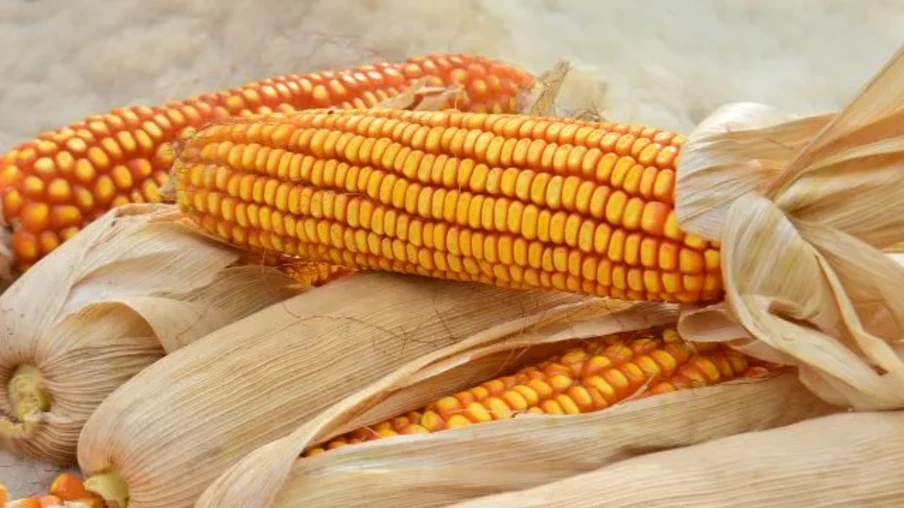 espigas de milho espigas de milho