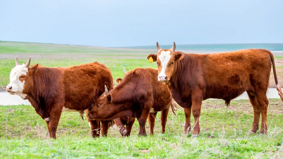 Foto com bois jovens no prado verde. Foto com bois jovens no prado verde.