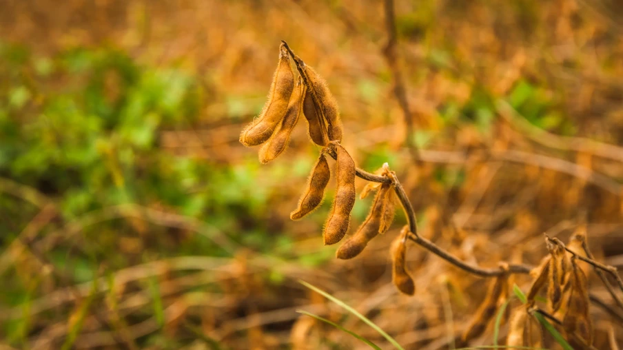 Lavoura de soja Lavoura de soja