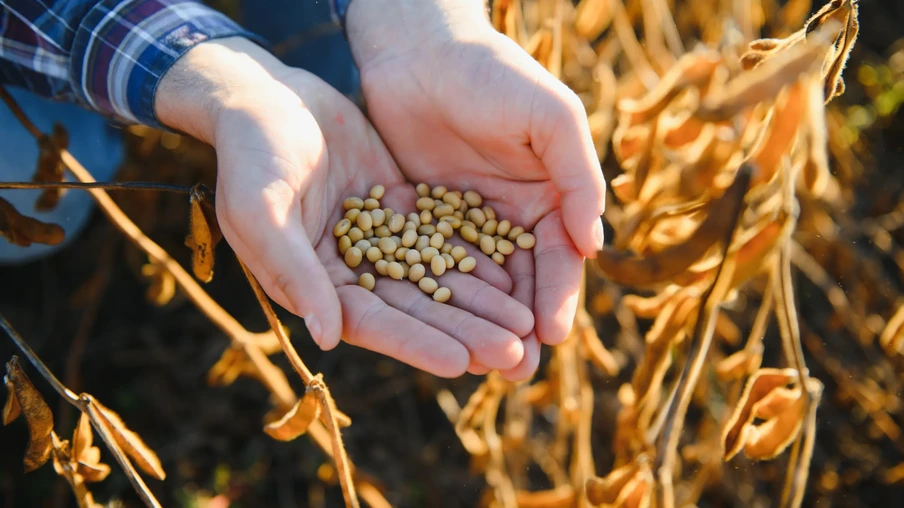 Mãos segurando grãos de soja Mãos segurando grãos de soja