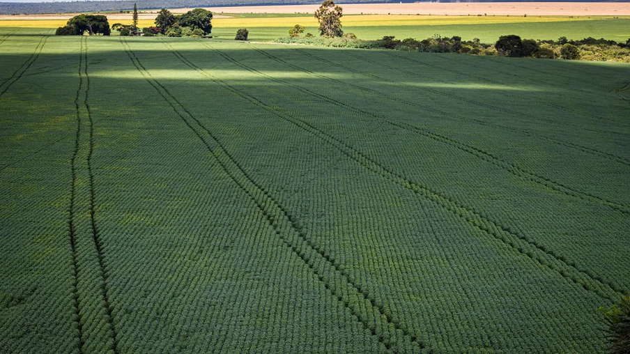 Foto de área extensa de plantação de soja. Foto de área extensa de plantação de soja.