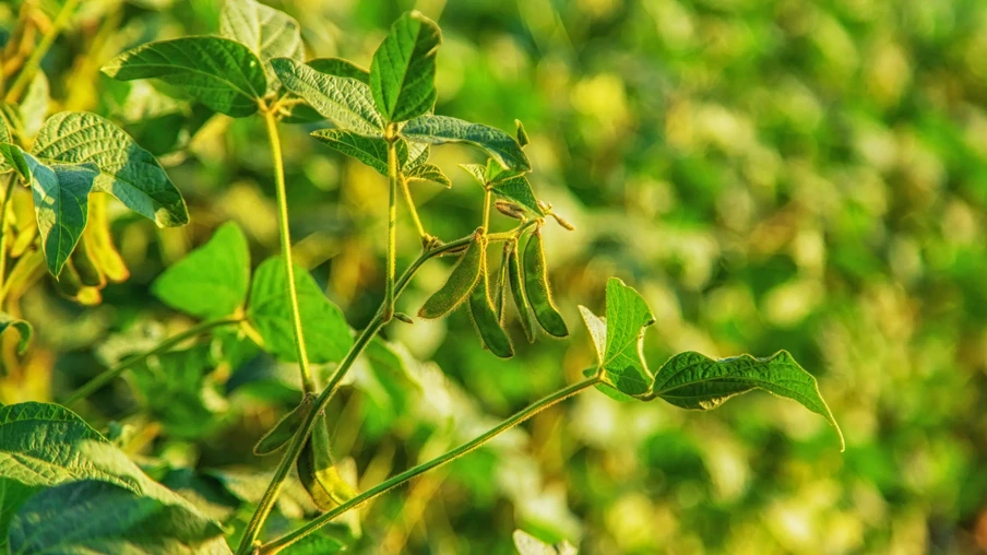 Lavoura de soja Lavoura de soja