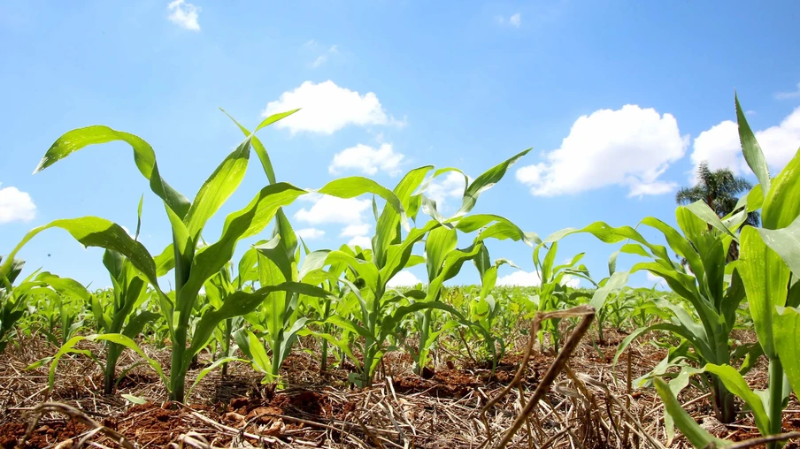 Área de milho 2ª safra deve crescer pouco, mas é esperada uma recuperação na produtividade | Foto: Jaelson Lucas / AEN Área de milho 2ª safra deve crescer pouco, mas é esperada uma recuperação na produtividade | Foto: Jaelson Lucas / AEN