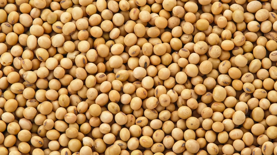 Grãos de soja Grãos de soja