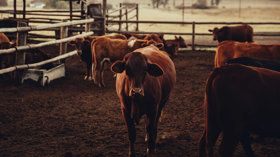 Foto de boi Jersey marrom em área cercada. Foto de boi Jersey marrom em área cercada.