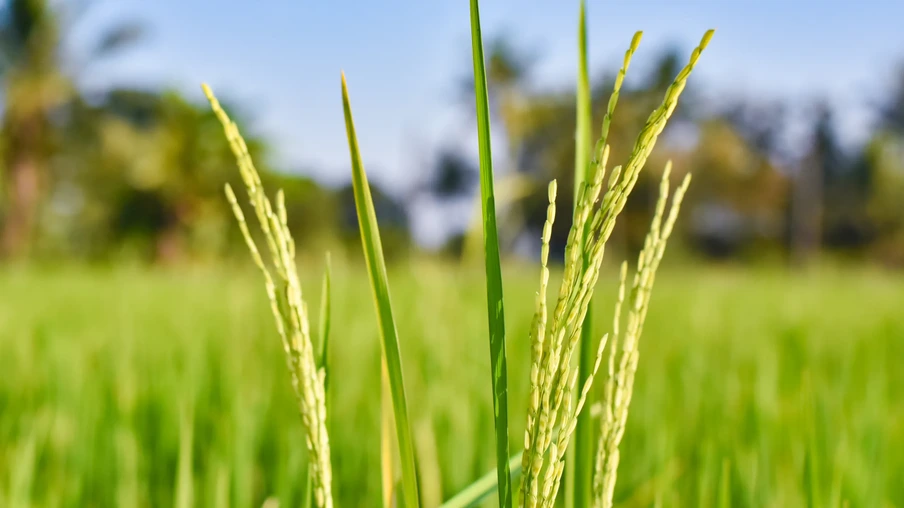 Foto focada em espigas de arroz verdes em lavoura. Foto focada em espigas de arroz verdes em lavoura.
