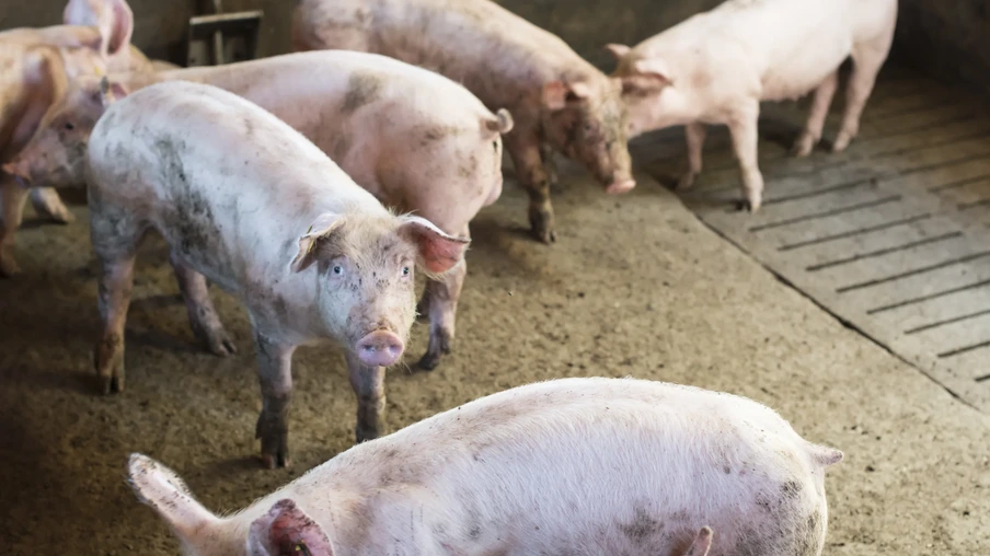 Foto de porcos em chiqueiro. Foto de porcos em chiqueiro.