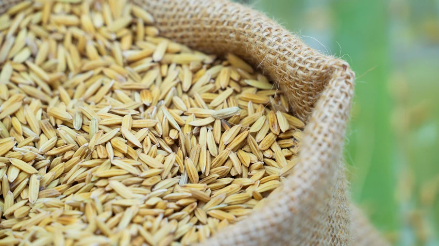 Arroz em casca dentro de um saco. Arroz em casca dentro de um saco.