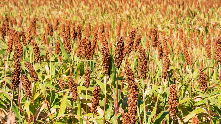 Sorgo, uma importante cultura de cereais no campo para fazer mingaus, assar pão ou fazer cerveja Sorgo, uma importante cultura de cereais no campo para fazer mingaus, assar pão ou fazer cerveja