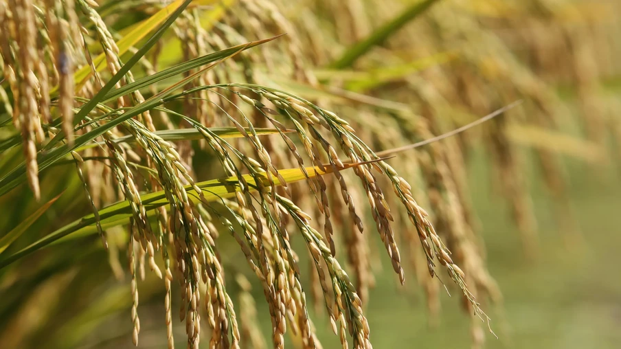 Foto de espigas de arroz. Foto de espigas de arroz.