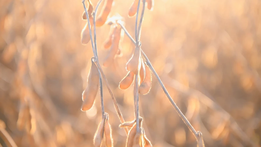 Lavoura de soja pronta para a colheita Lavoura de soja pronta para a colheita
