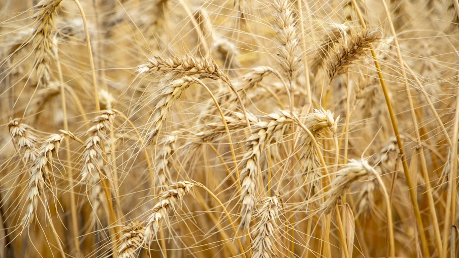 Foto de lavoura de trigo pronta para colheita. Foto de lavoura de trigo pronta para colheita.