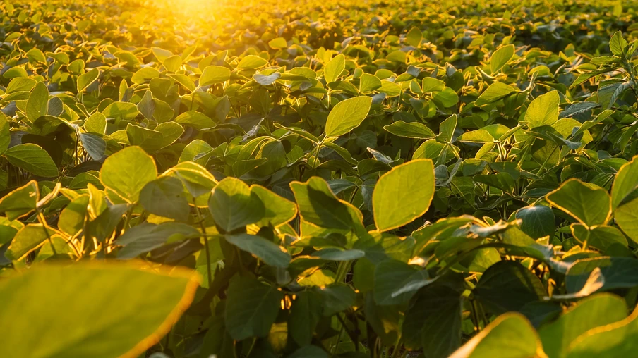 Lavoura de soja Lavoura de soja