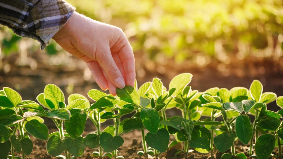 Lavoura de soja Lavoura de soja