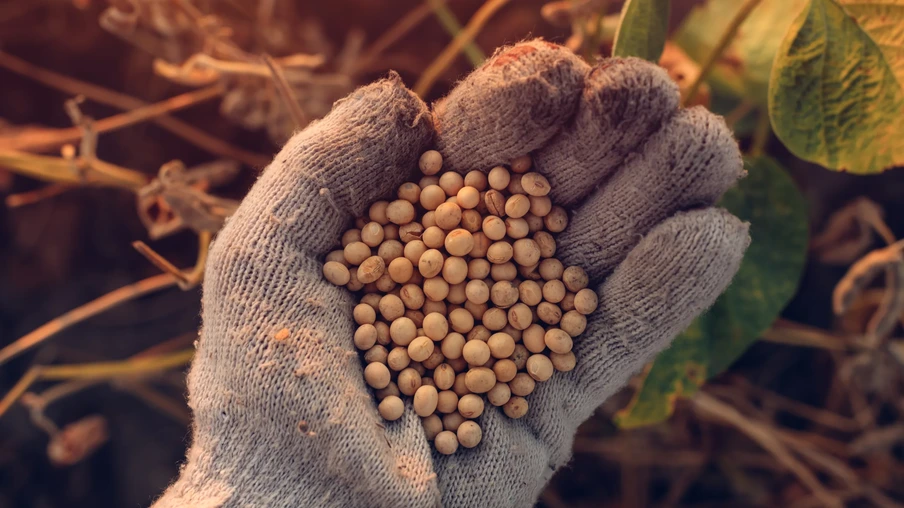 Grãos de soja Grãos de soja