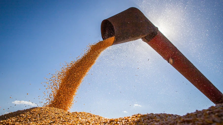 Foto de colheitadeira despejando grãos de milho. Foto de colheitadeira despejando grãos de milho.