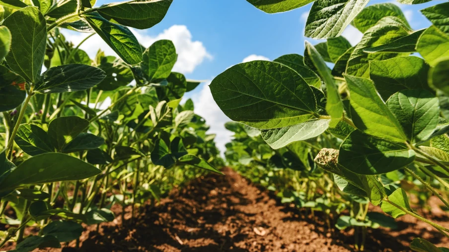 Plantas de soja Plantas de soja