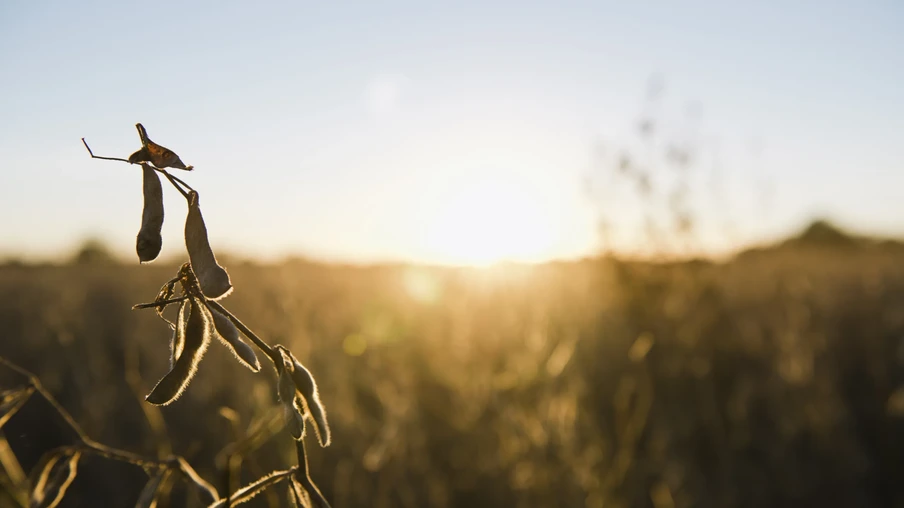 Lavoura de soja Lavoura de soja