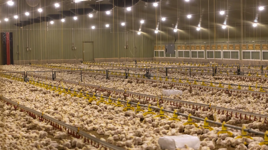 Foto de frangos em indústria. Foto de frangos em indústria.