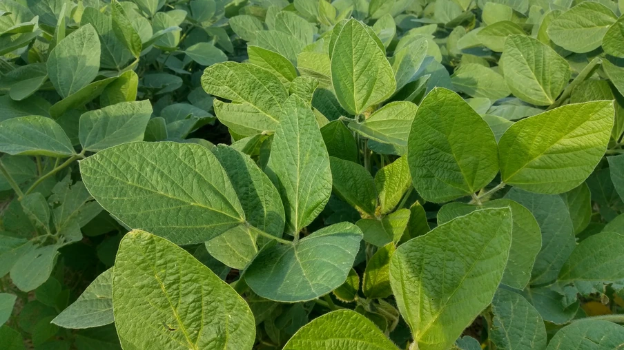 Foto de plantas de soja em lavoura. Foto de plantas de soja em lavoura.
