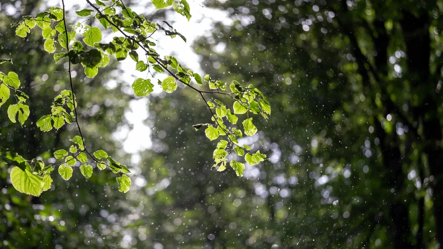 Foto de galhos de árvore sob chuva. Foto de galhos de árvore sob chuva.
