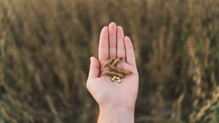 Mão segurando grãos de soja Mão segurando grãos de soja