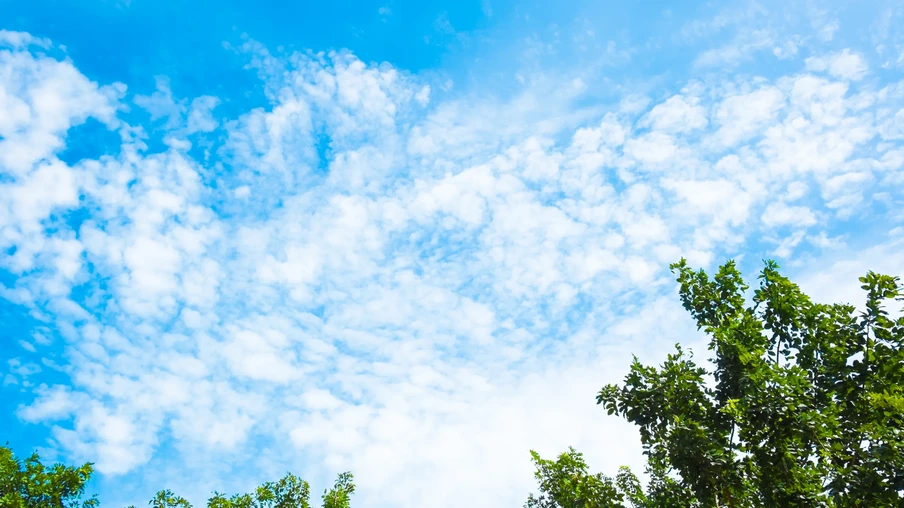 Foto com árvores sob céu azul com nuvens. Foto com árvores sob céu azul com nuvens.