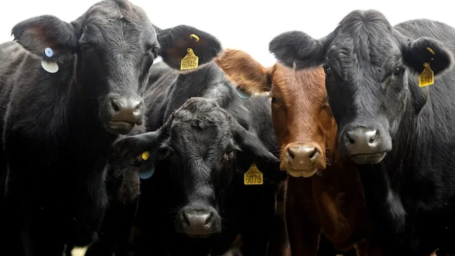 Foto de quatro bovinos lado a lado, três são pretos e um é marrom. Foto de quatro bovinos lado a lado, três são pretos e um é marrom.
