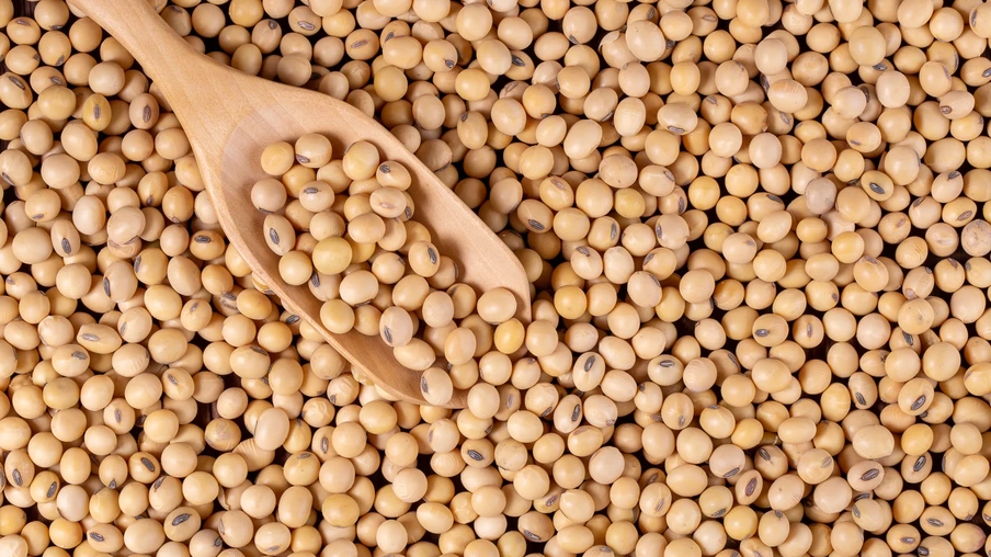 Grãos de soja Grãos de soja