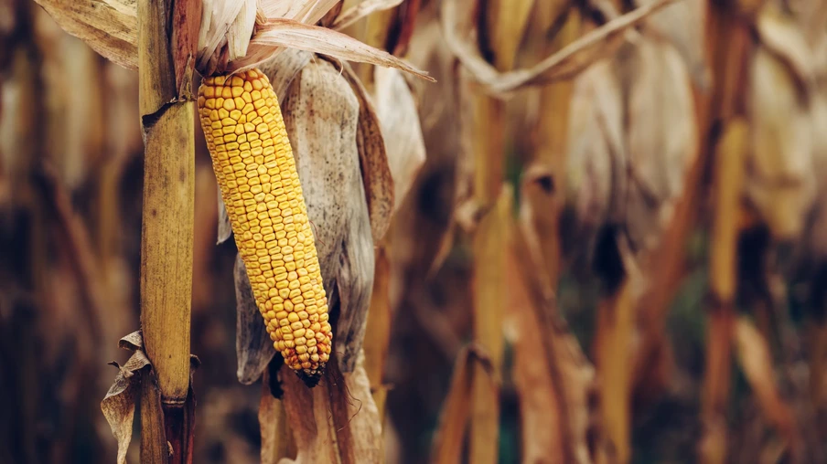 Lavoura de milho pronta para a colheita Lavoura de milho pronta para a colheita