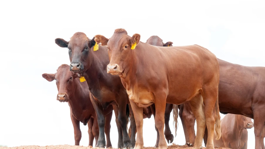 Foto de gado com identificação amarela. Foto de gado com identificação amarela.