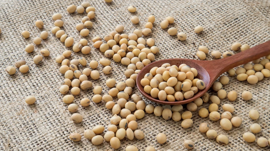 Grãos de soja Grãos de soja
