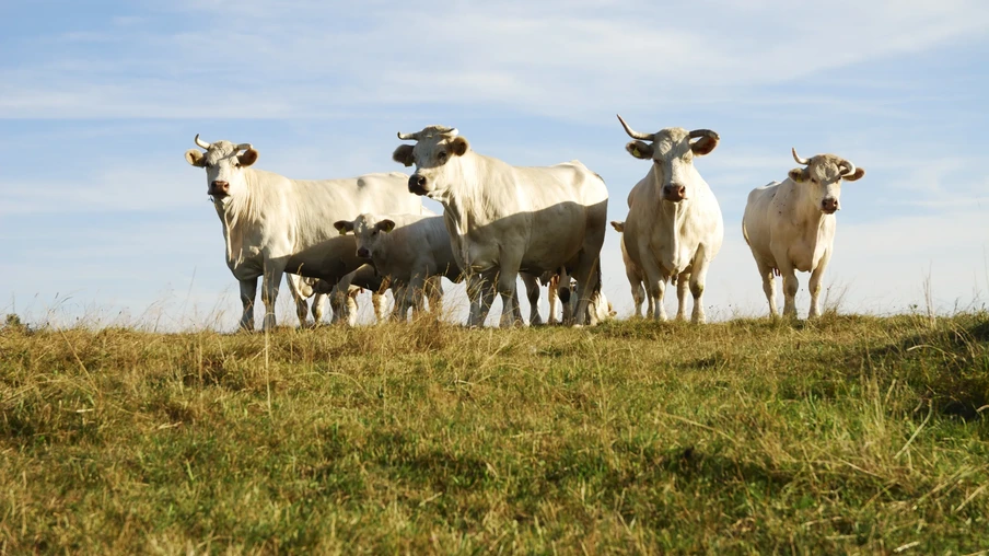 Foto de bovinos brancos em pasto. Foto de bovinos brancos em pasto.