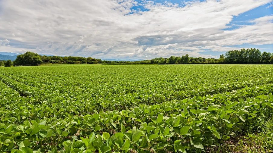 campo de soja campo de soja