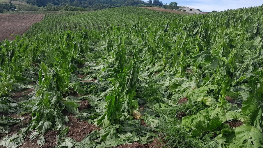 São Lourenço do Sul foi o município com maiores prejuízos nas lavouras de fumo | Foto: Enilvio Venzke/Arquivo Pessoal São Lourenço do Sul foi o município com maiores prejuízos nas lavouras de fumo | Foto: Enilvio Venzke/Arquivo Pessoal