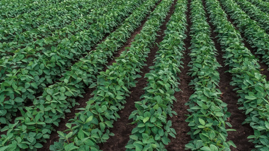 lavoura de soja lavoura de soja