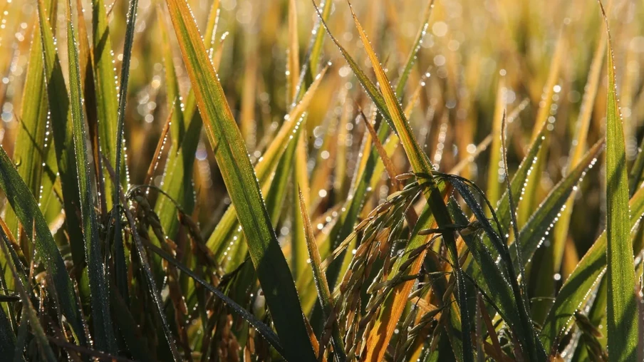 Foto de lavoura de arroz com folhas molhadas. Foto de lavoura de arroz com folhas molhadas.