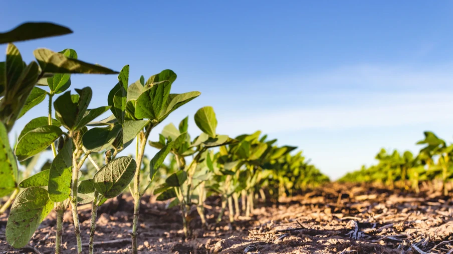 fechar sulco de terra com plantação de soja jovem no campo fechar sulco de terra com plantação de soja jovem no campo