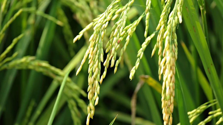 A média mensal, de R$ 111,66/sc, ficou 6,39% menor que a de outubro/24 e 1,94% inferior à de novembro/23 | Foto: Banco de Imagens A média mensal, de R$ 111,66/sc, ficou 6,39% menor que a de outubro/24 e 1,94% inferior à de novembro/23 | Foto: Banco de Imagens